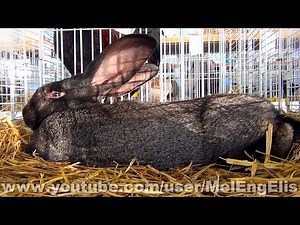 Lapin Géant des Flandres Gris Fer - Flemish Giant Rabbit - Flandrische Riesenkaninchen