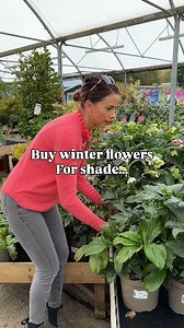 Winter Flowers For Shade Hellebore are one of those plants that are often overlooked when plant shopping because buying them now in large pots covered in blooms does make them more expensive. BUT there are plenty of smaller younger plants in 9cm size which are around £5 which makes them more affordable and your future garden will thank you for planting. Most varieties flower from around December- Apr/May 🌷Comment below if you’d like any of my links sent to you 😘 MEMBERSHIP- Join My Beginner Ga