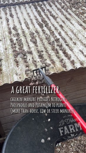 Cleaning the chicken coop poop, but we CAN use their poo as a great fertilizer for our plants in the garden. Chicken manure is high in nitrogen, phosphorus and potassium… BUT also high in ammonia, which can burn your plants. This is why you might hear that chicken manure is “HOT”—it has nothing to do with temperature. Chicken poop must rest a while to be useable, so I just throw it in the compost until I harvest in a year. #garden #gardening #gardeningtips #gardeningtricks #chickens #raisingchic