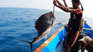 We caught two Sail Fishes, Needle Fishes & Queen Fishes in the sea by using live sardine fish bait. | Neerulagam