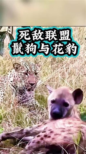 非洲赞比亚草原，雄性斑鬣狗安东尼，在族群中地位卑微，长期遭受欺凌与打压，常常在饥饿边缘挣扎。一次被迫逃离族群的途中，它遇见了花豹马赫利。本是天生死敌的两种动物，却在残酷的非洲草原上，上演了一段令无数人动容的故事。本片拍摄于2018—2020年，由美国国家地理原版播出。本视频为长片精华剪辑，受原始素材限制，部分画面采用替代资料镜头，特此说明。1分46秒，带你看完这段荒野里，残酷中藏着温柔的