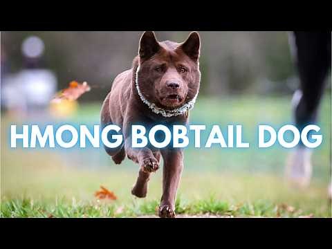 Hmong Bobtail Dog - TOP 10 Interesting Facts