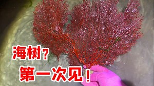 大齐赶海，第一次捡到一棵稀奇的海树，感觉要发财了！