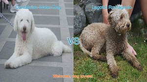Dog Breed Comparison: Cantabrian Water Dog vs. Lagotto Romagnolo