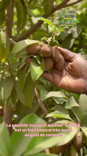 La sapotille : un fruit tropical aux mille vertus