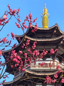 🌸Recently, with temperatures rising and warm sunshine gracing Hunan, the plum blossoms at #Changsha's Yanghu Wetland Park have burst into bloom, adding a vibrant splash of color and energy to the winter scenery. The breathtaking flowers and views are truly a feast for the eyes. #HunanImpression #ThisisHunan #Flower | This is Hunan