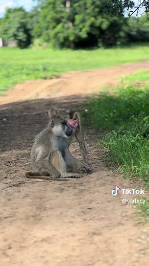 Understanding Baboon Mating Behavior During Heat Season