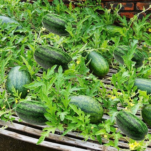Secrets To Cultivating Juicy Watermelons in Foam Containers | Balcony & Garden