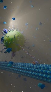 This animation demonstrates how the proteins augmin and gamma-TuRC facilitate the branching of microtubules, thereby expanding the overall microtubule network. | Ribosome Studio