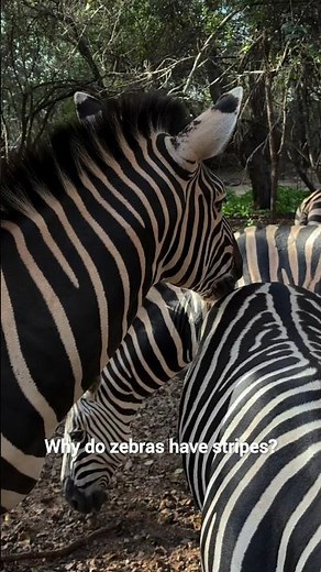 Why Do Zebras Have Stripes? 🦓🤯