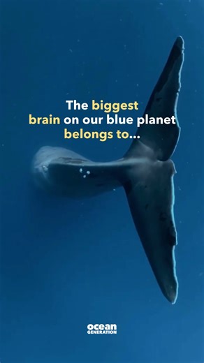 2.3K views · 46 reactions | The biggest brain 易 on Earth belongs to...