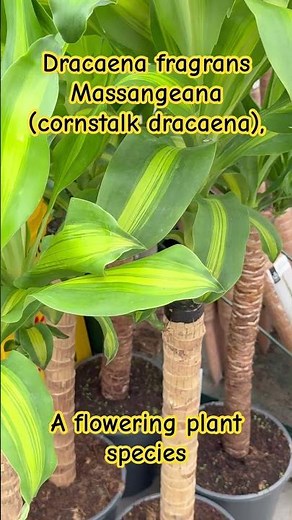 Dracaena fragrans Massangeana (cornstalk dracaena), A flowering plant species