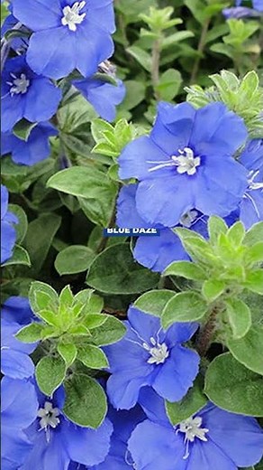 Most People Don't Know These Blue Flowering Houseplants Even Exist