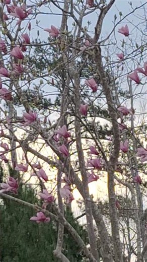 Magnolia Flowers #spring #garden #flowers