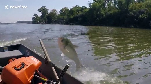 Huge carp jumps into boat on Missouri River