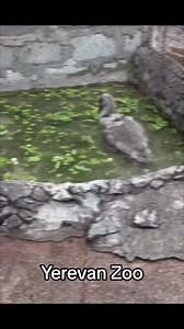 Ереванский зоопарк😍 | Armenia,Yerevan
