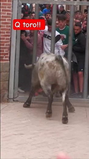 Impressive Bull in Museros Els Valents!!
