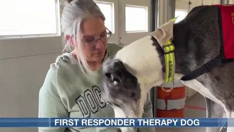 Therapy dog provides comfort, relief for first responders | Haystack News