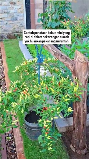 contoh penataan kebun mini yang rapi #berkebun #pertanian #tanaman
