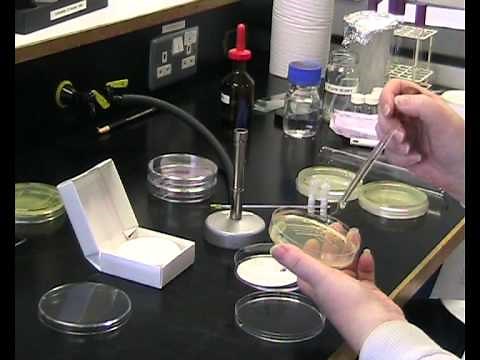oxidase test