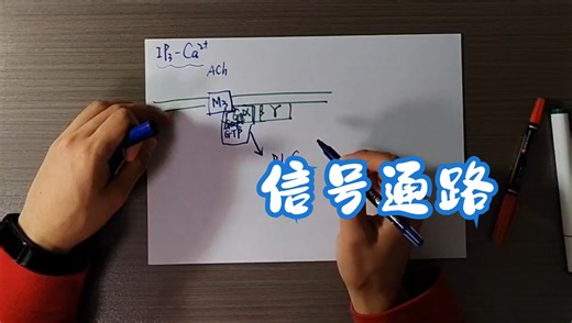 【信号通路】IP3-钙离子信号通路