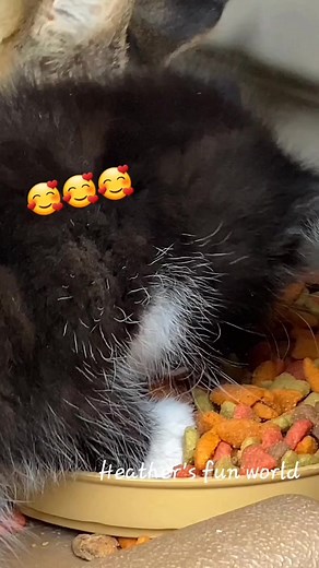 3.3K views · 164 reactions | I'll switch back to milk. 殺 #reels #catreels #reelsfb #shorts #cat #catlovers #catvideos #funny #love #nicecat #kitten #cute #playfulkitten #kitty #funnycatvideos #cuteness #cutenessoverload #viralvideos | Heather's Fun World | Facebook