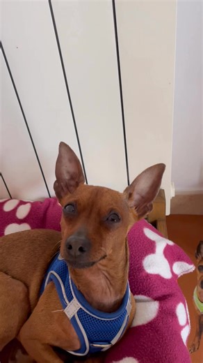 Giuseppe Castagna on Reels