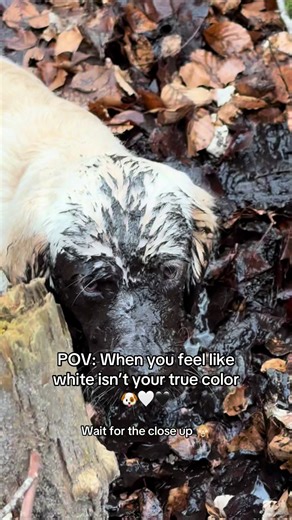 Happy Golden Retriever Enjoys Mud Bath