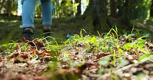 People cleaning up the forest and collecting trash Stock Video