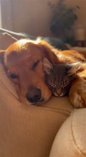 Dog and Cat Best Friendship | Heart Touching Pet Relationship