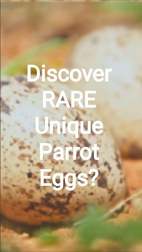 Discover RARE Unique Parrot Eggs?