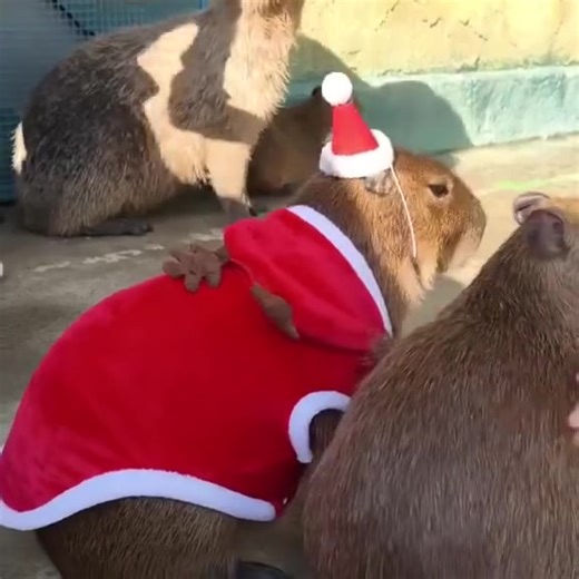 Funny Creatures (@petsruletheuniverse)’s videos with original sound - Funny Creatures