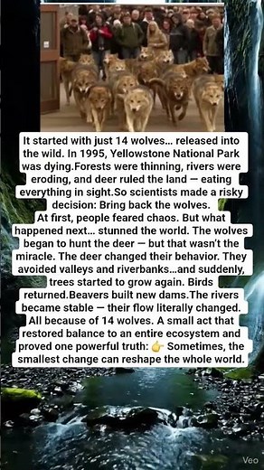 How 14 Wolves Changed the Flow of a River — and Shocked the Entire World
