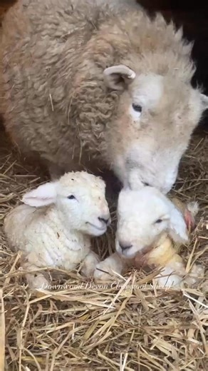 1M views · 77K reactions | A mother’s love. ❤️ | Farmers Weekly | Facebook