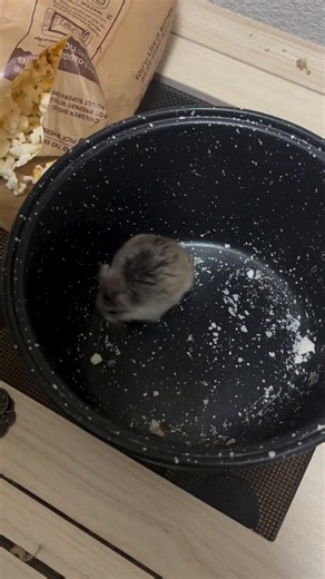 Tweets Of Hamster (@TweetsOfHamster) on X