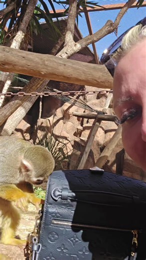 Unexpected Monkey Park Adventures