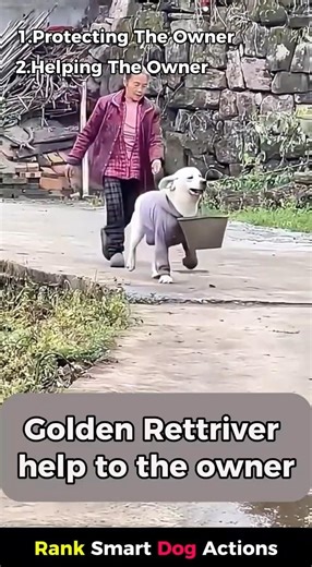 RANK SMART Dog Actions #viral #shorts 🤣