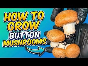 How to Grow Portobello Mushrooms | Agaricus Bisporus Cultivation Step by Step