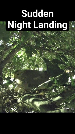 A Mourning Dove Drops Straight into the Nest at Night #mourningdove #birdnest #nightshift