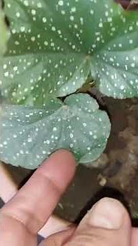 Spotted Begonia Flower Care, Propagation, and Boosting: Do This! CONTINUATION OF THE VIDEO IS ON ...