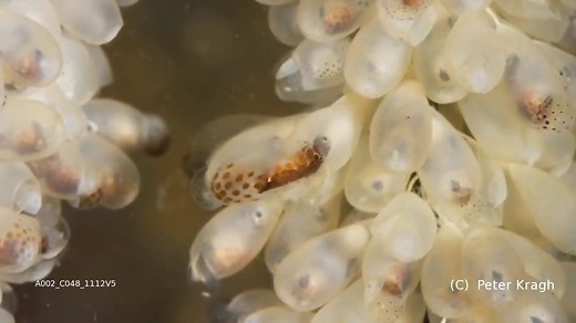 15K views · 163 reactions | Giant Pacific octopus eggs hatching: Octopuses typically have a single reproductive period and then they die (semelparity). Once a clutch of fertilized eggs has been produced, the female protects and tends them until they hatch. | Marine Biology News | Facebook