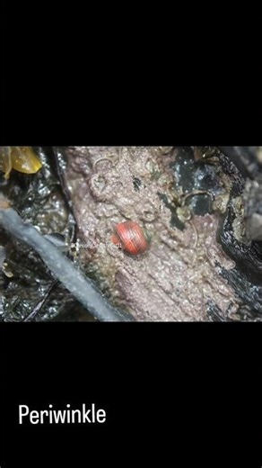 Hidden Rock Pool Life 👀 #beach #facts #biology #rockpool #fun #shellfish