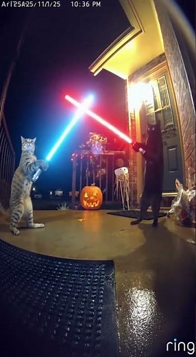 🐾 Epic Lightsaber Battle: Cat Edition! #shorts #funnycats