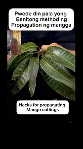 1.7M views · 11K reactions | Pwede din pala yong Ganitong method ng Propagation ng mangga #mango #propagation #Method #credittotherightfulownerofthisvideo #gardening #reactionvideo #fruits #gardeningtips | Chant Adeniums | Facebook