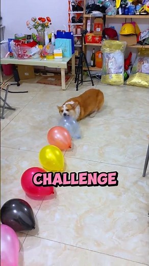 Dog Popping Balloon Challenge! 🐶🎈