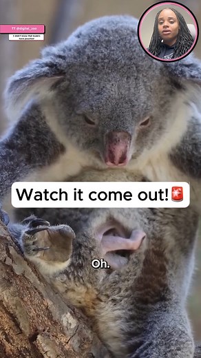 Watch: A koala giving birth! 😱 #satisfying #animals | Daily Horoscope