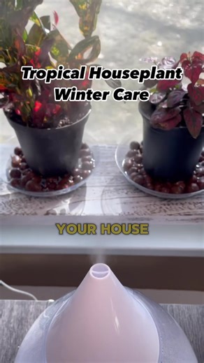 Keep your tropical houseplants happy this winter! Houseplants that are native to the tropics to areas used to high humidity. Unfortunately, every winter my house becomes quite dry. Tropical plants love humidity levels between 60-80% and with a little work, I can reach the bottom end of that spectrum in my dry home. Try watering your plant over the soil until it comes out of the drainage holes but make sure your plants aren’t sitting in water or the roots will rot. Although tropical plants love h
