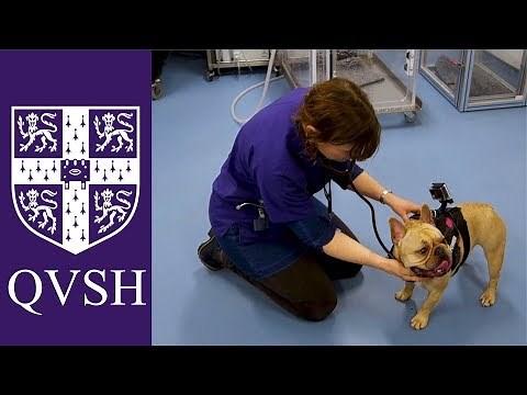 Dog Breathing Assessment (Cambridge BOAS research group)