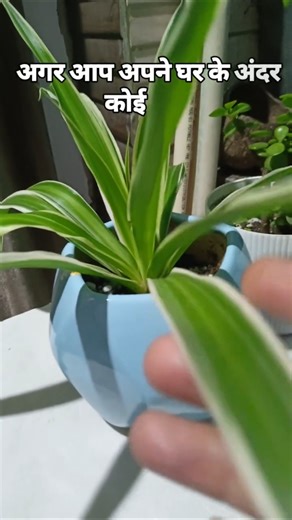 Easy to grow indoor plant #spider plant #ytshorts #plants #gardening #easy to grow indoor plant