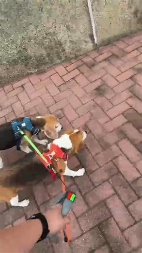 2025 12 18 MJ and Stan Two Beagles afternoon walk 3.2(中英文字幕) #doglife